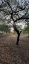 Natural Desert in the forest.