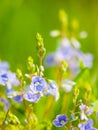 Natural detail with tiny blue-violet tiny blooms and green bokeh background. Sunny spring day theme. Shallow depth of Royalty Free Stock Photo