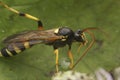 Detailed close up on a colorful black and yellow Ichneumonid wasp, Ichneumon sarcitorius