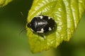 Detailed closeup on a black Rambur's Pied Shieldbug, Tritomegas sexmaculatus on a leaf Royalty Free Stock Photo