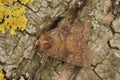 Detailed closeup of the brown mottled rustic owlet moth, Caradrina morpheus on a wood7