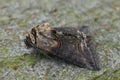 Detailed closeup on a Dark Spectacle owlet moth, Abrostola triplasia sitting on wood