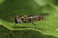 Detailed closeup on the European marmalade hoverfly, Episyrphus balteatus