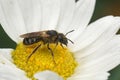 Detailed closeup on a female Bull-headed furrow bee , Lasiolgossum zonulum, sitting on a white yellow common daisy Royalty Free Stock Photo