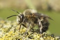 Detailed closeup on a hairy male hairy-footed flower bee, Anthophora plumipes sitting on wood Royalty Free Stock Photo