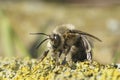 Detailed closeup on a hairy male hairy-footed flower bee, Anthophora plumipes sitting on wood Royalty Free Stock Photo