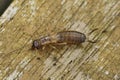 Detailed closeup on an juvenile nymph colored European common earwig, Forficula auricularia, sitting on wood