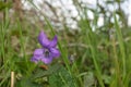 Closeup on a light blue Common Dog-Violet, Viola riviniana wildflower Royalty Free Stock Photo