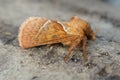 Natural closeup on the orange swift moth , Triodia sylvina sitting on wood