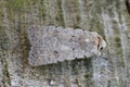 Detailed Closeup on the Pale Mottled Willow Moth, Caradrina clavipalpis, sitting on wood in the garden