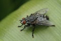 Detailed closeup on a red eyed flesh fly, Sarcophaga species in the garden sitting on a green leaf Royalty Free Stock Photo