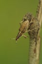 Natural closeup on a small brown European weevil beetle, Sitona gressorius, sitting on a twig