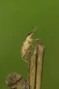 Natural closeup on a small brown European weevil beetle, Sitona gressorius, sitting on a twig