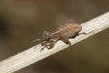 Natural closeup on a small brown European weevil beetle, Sitona gressorius, sitting on a twig
