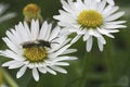 Detailed closeup on a small male Red-bellied minder mining bee, Andrena ventralis sitting on a white Common daisy flower