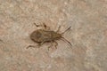 Detailed dorsal closeup a brown squashbug Ceraleptus lividus, sitting on a stone