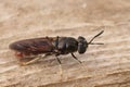 Detailed dorsal closeup on a cosmopolitian diptera species, the black soldier fly, Hermetia illucens sitting on wood