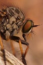 Detailed vertical closeup on a predator common awl robberfly Neoitamus cyanurus sitting on wood