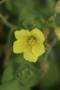 Detailed vertical closeup on a yellow flower of the rare Marsh St. Johns Wort, Hypericum elodes Royalty Free Stock Photo