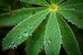 Natural dew drops formed due to excessive condensation on a leaf on the coastal belt of Cabot Trail, Cape Breton Royalty Free Stock Photo