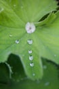 Natural dew drops formed due to excessive condensation on a leaf on the coastal belt of Cabot Trail, Cape Breton Royalty Free Stock Photo