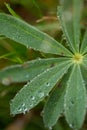 Natural dew drops formed due to excessive condensation on a leaf on the coastal belt of Cabot Trail, Cape Breton Royalty Free Stock Photo