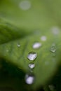 Natural dew drops formed due to excessive condensation on a leaf on the coastal belt of Cabot Trail, Cape Breton Royalty Free Stock Photo