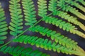 Natural diagonal structure of ornamental green fern bracken leaf