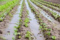 Natural disaster on the farm. Flooded field with seedlings of eggplant. Heavy rain and flooding. The risks of harvest loss. The