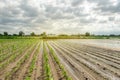 Natural disaster on the farm. Flooded field with seedlings of pepper and leek. Heavy rain and flooding. The risks of harvest loss