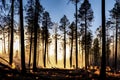 Natural Disasters, ground view of bushfire destroying large forest areas, created with Generative AI