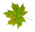 natural diseased leaf of maple tree in cutout