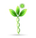 Natural DNA plant concept, can refer to alternative medicine, crop gene modification. Royalty Free Stock Photo