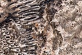Natural drawing of coastal coral stone. Natural abstract texture