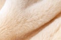 Natural dressed beige sheepskin fur texture close-up background