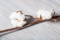 Natural dried branch of cotton plant on gray Royalty Free Stock Photo