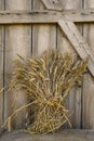 Natural dried bunch of triticale grain on weathered wooden barn door background. Royalty Free Stock Photo