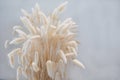 Natural dried hare`s tail grass bouquet on white background