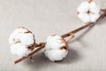 Twig of cotton plant with cottonwool on fabric Royalty Free Stock Photo