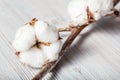 Natural dried twig of cotton plant on gray board Royalty Free Stock Photo