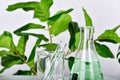 Natural drug research, Plant extraction in scientific glassware, Alternative green herb medicine Royalty Free Stock Photo