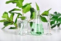 Natural drug research, Plant extraction in scientific glassware, Alternative green herb medicine, Natural organic skincare beauty Royalty Free Stock Photo