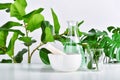 Natural drug research, Plant extraction in scientific glassware, Alternative green herb medicine, Natural organic skincare beauty Royalty Free Stock Photo