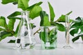 Natural drug research, Plant extraction in scientific glassware, Alternative green herb medicine, Natural organic skincare Royalty Free Stock Photo