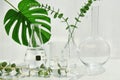 Natural drug research, Plant extraction in scientific laboratory glassware for cosmetic Royalty Free Stock Photo