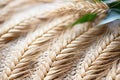 Natural dry ears of wheat, soft muted tones, light beige background, texture. Selective focus