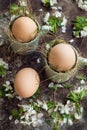 Natural easter eggs in green espresso cups, happy easter concept with white spring flowers, retro easter background