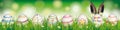 Natural Easter Eggs Happy Easter Rabbit Ears Header