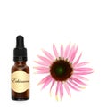 Natural Echinacea Alternative Herbal Medicine Royalty Free Stock Photo