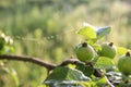 Natural eco-friendly background with young wild green apples on a branch in the early spring Royalty Free Stock Photo